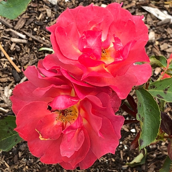 Meet your Posher, Patti - Picture 1 of 2